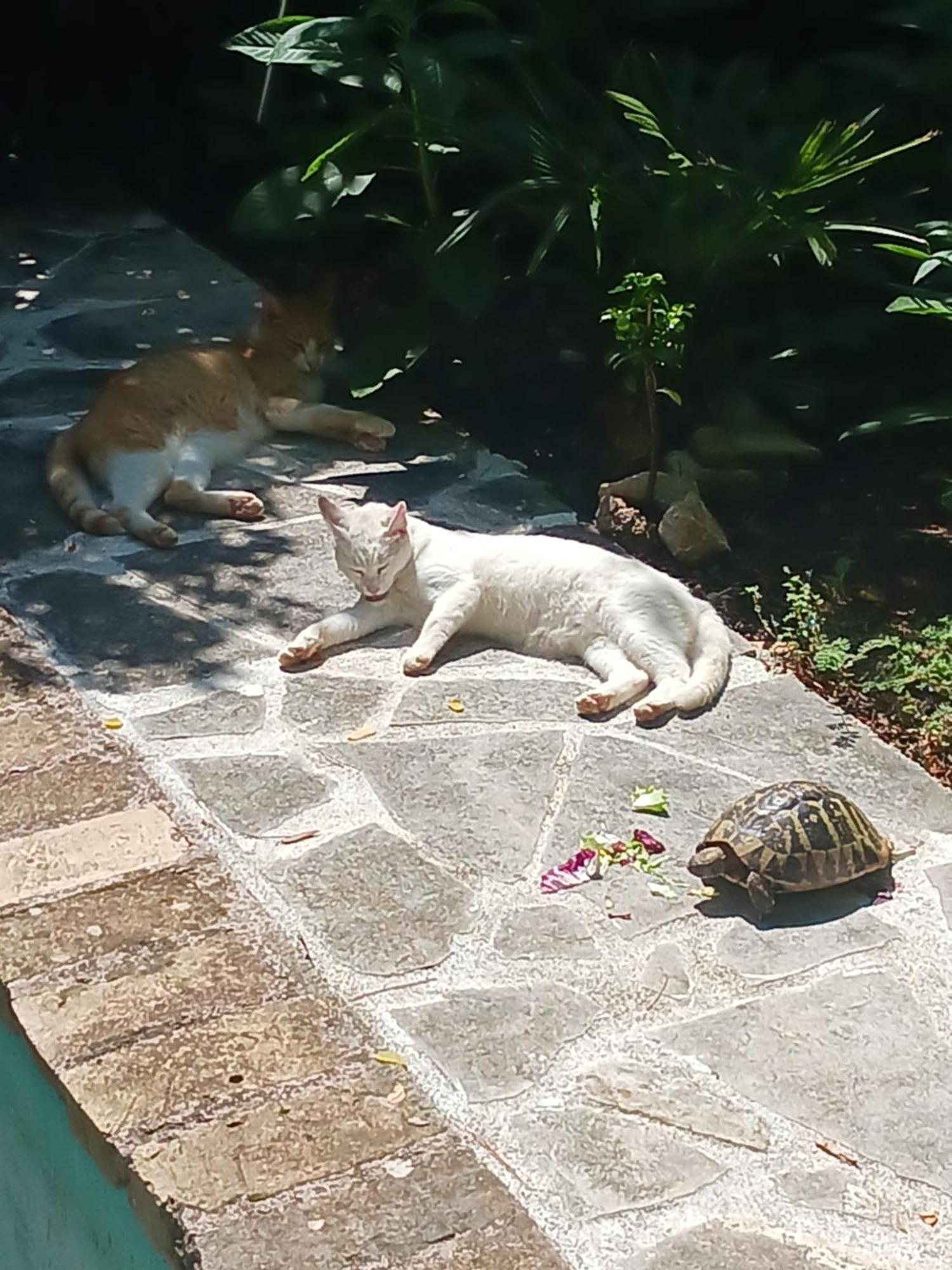 Villa Valkane Pet Friendly 150M From The Stunning Valkane Beach, City Indoor Pools-Fitness And City Mall พูลา ภายนอก รูปภาพ